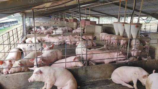 Démarrer une entreprise d’élevage porcin