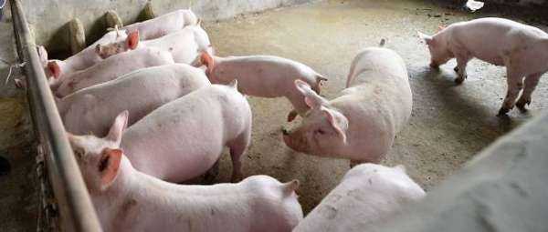 Un exemple de modèle de plan d’affaires pour l’élevage porcin